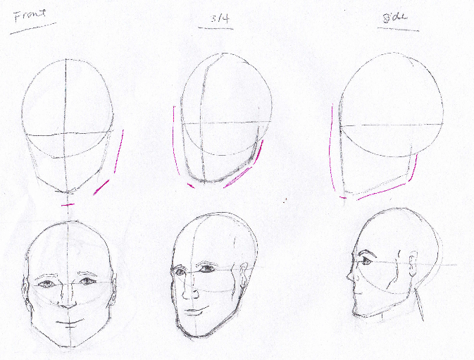 Head Structure Drawing at PaintingValley.com | Explore collection of ...