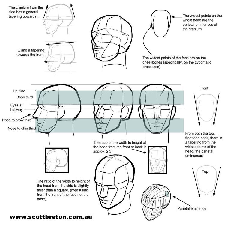 Head Structure Drawing at PaintingValley.com | Explore collection of ...