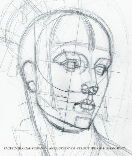 462x548 Study - Head Structure Drawing