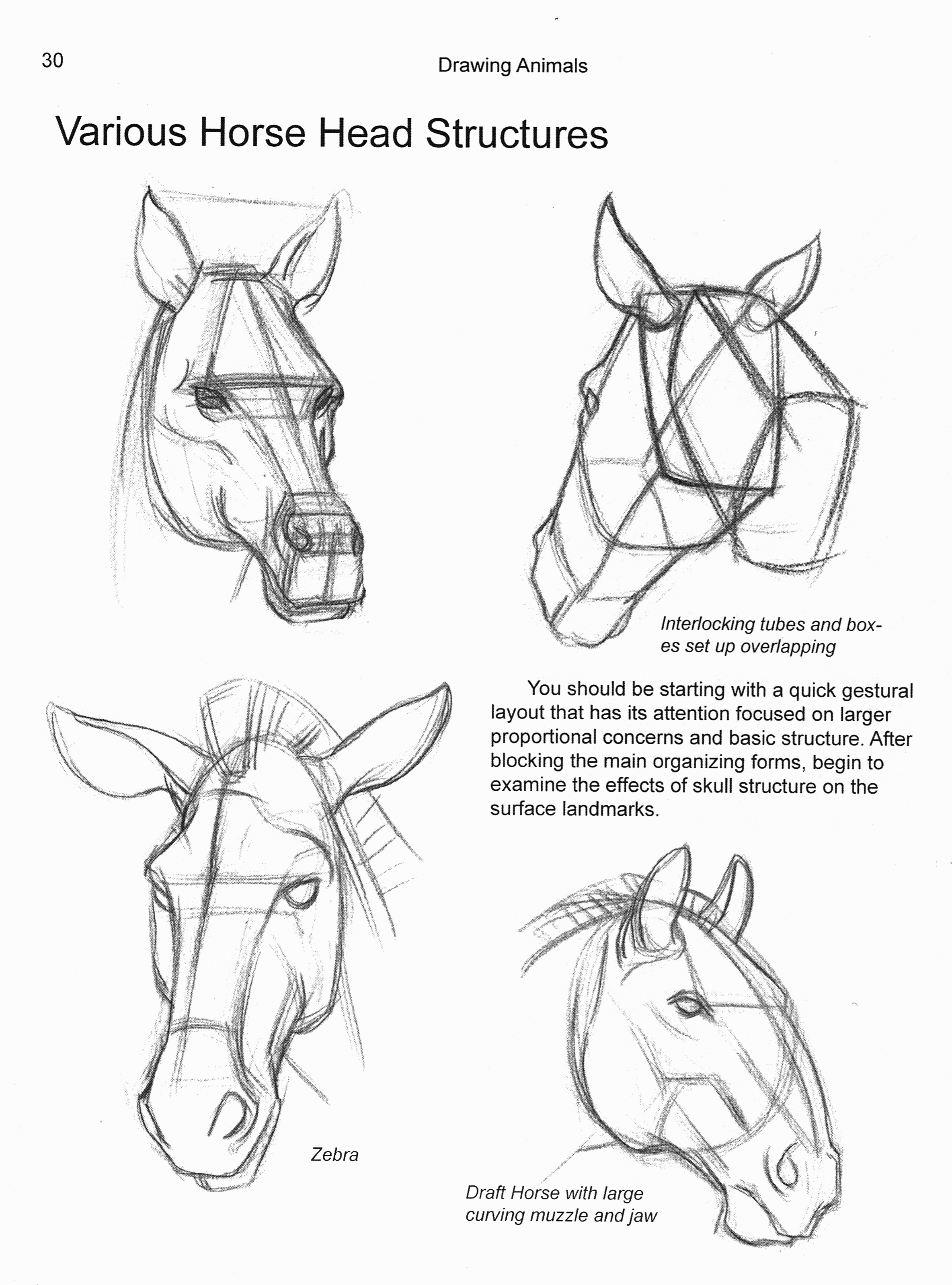 2368x3196 Garygeraths Animal Drawing Book - Head Structure Drawing