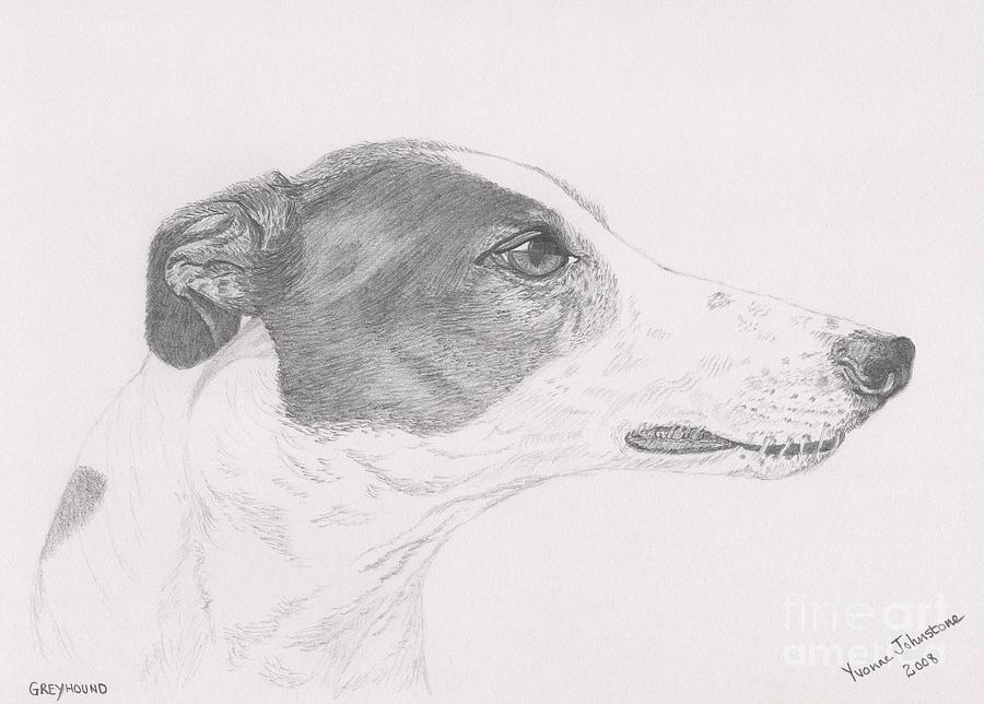 900x644 Greyhound Head Study Drawing - Head Study Drawing