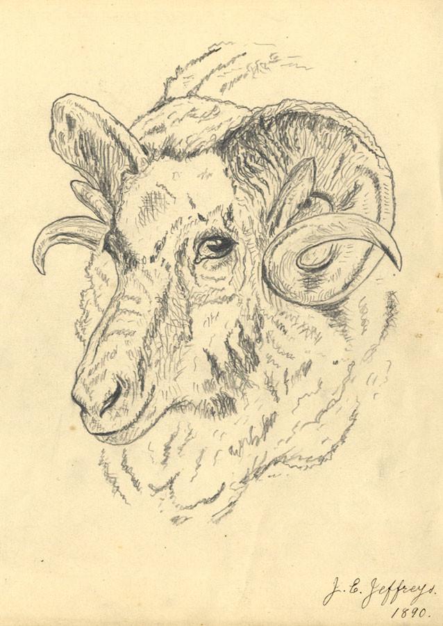 638x900 J E Jeffreys, Ram's Head Study - Head Study Drawing