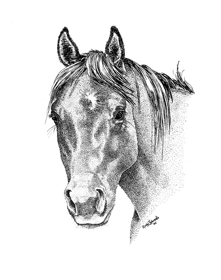 712x900 The Gentle Eye Horse Head Study Drawing - Head Study Drawing