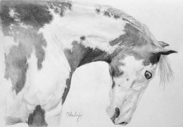 720x498 Paint Horse Headshot Drawing - Headshot Drawing