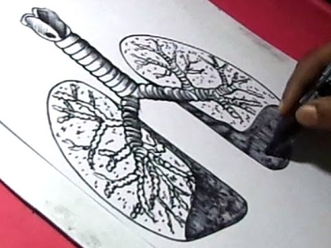 480x360 How To Draw Human Lungs Drawing For Kids Step - Heart And Lungs Drawing