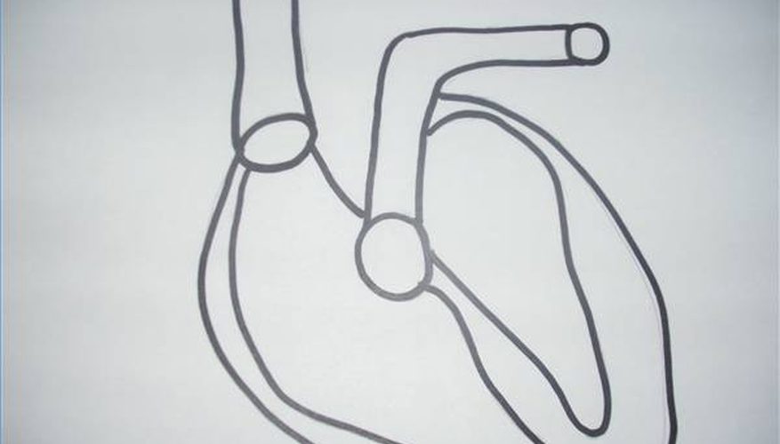 877x500 How To Draw A Picture Of A Heart Our Pastimes - Heart And Lungs Drawing