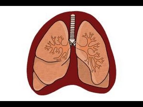480x360 How To Draw Lungs - Heart And Lungs Drawing