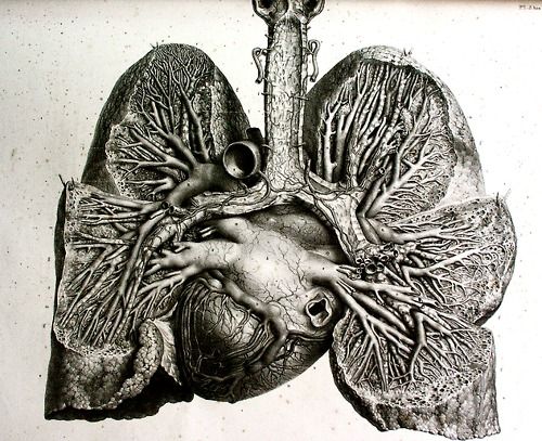 500x407 anatomical drawing human lungs drawing fresh anatomical drawing - Heart And Lungs Drawing