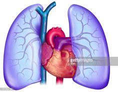 236x183 Image Result For Simple Drawing Of Lungs The Human Body - Heart And Lungs Drawing