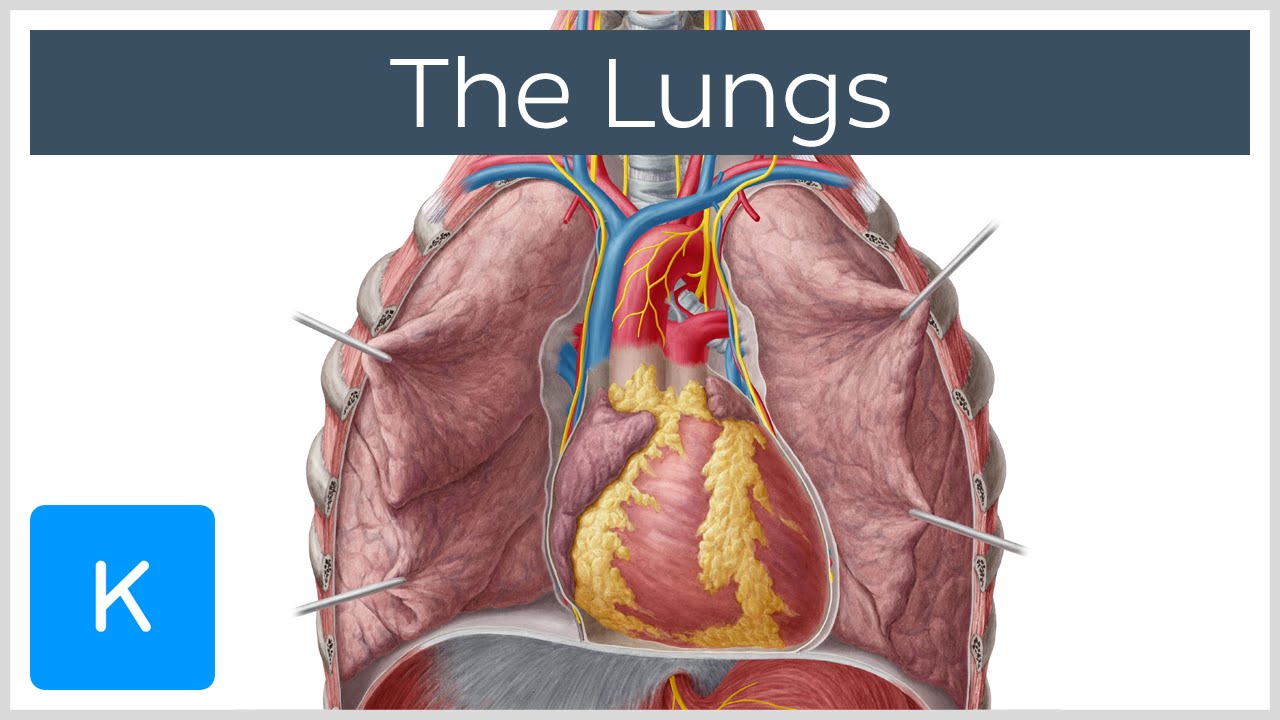 1280x720 Lungs Definition, Location Structure - Heart And Lungs Drawing