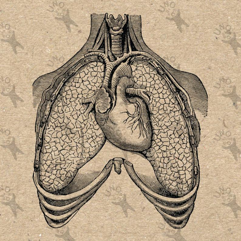 simple drawing of heart and lungs