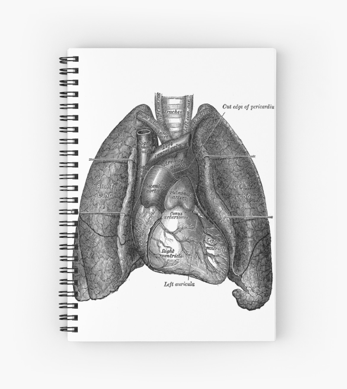 1171x1313 Anatomical Drawing Of Lungs And Heart Spiral Notebooks - Heart And Lungs Drawing