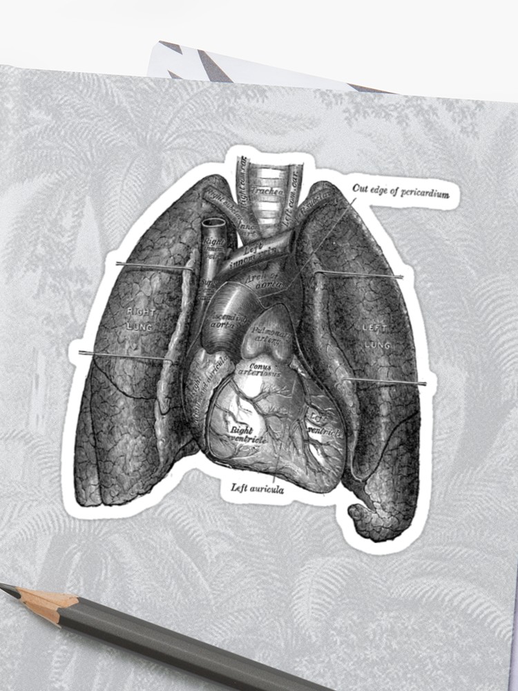 750x1000 Anatomical Drawing Of Lungs And Heart Sticker - Heart And Lungs Drawing