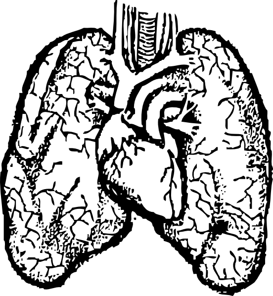 552x598 Collection Of Free Bones Drawing Lung Download On Ui Ex - Heart And Lungs Drawing