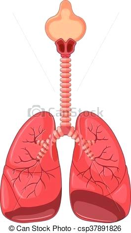 265x470 Diagram Of Animal Cell And Label Heart Diagrams Lung Drawing - Heart And Lungs Drawing