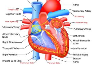300x210 Drawing Of Heart And Lungs Pictures Of Human Heart Anatomy Anatomy - Heart And Lungs Drawing