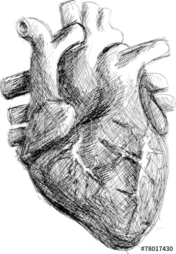 346x500 Hand Drawn Realistic Human Heart Sketch Black And White - Heart Black And White Drawing