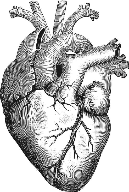 539x800 Human Heart Black And White Banner Free Stock - Heart Black And White Drawing