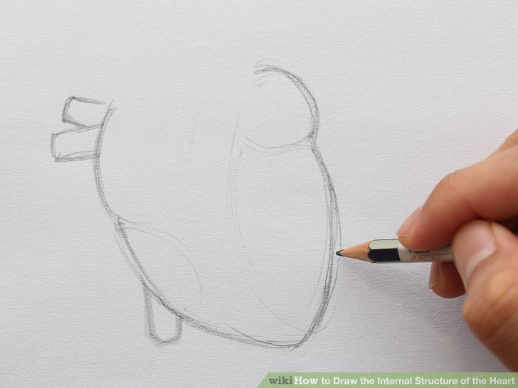 728x546 How To Draw The Internal Structure Of The Heart - Heart Diagram Drawing
