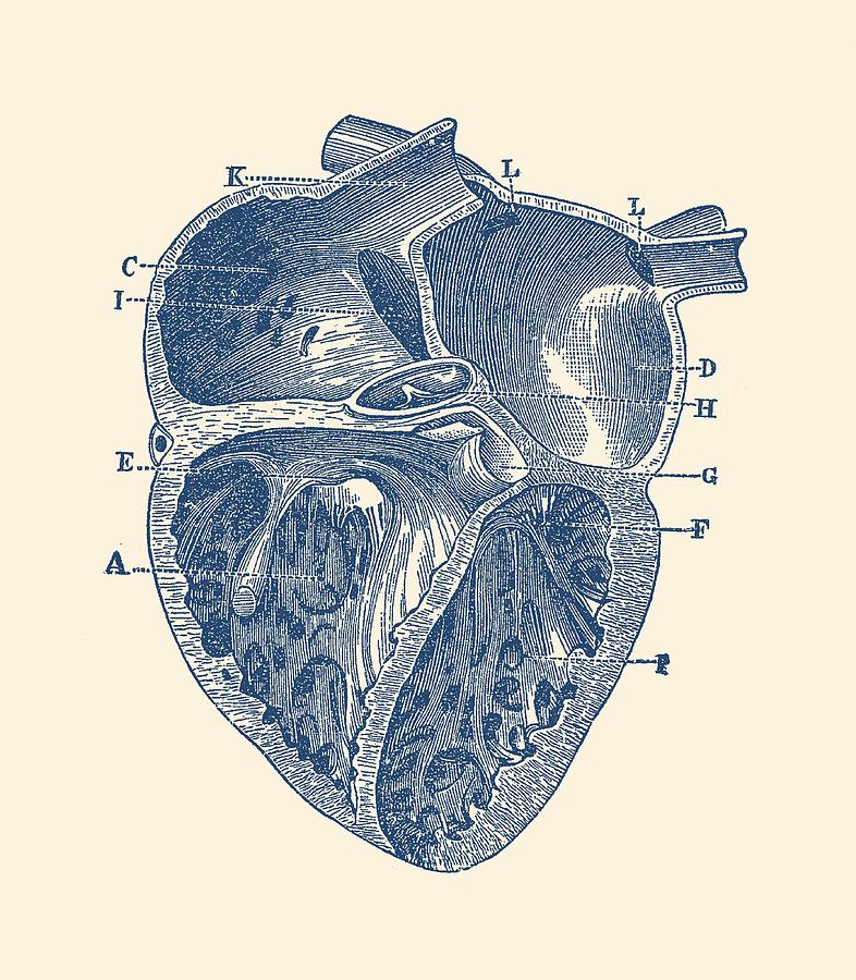 Heart Diagram Drawing at PaintingValley.com | Explore collection of ...