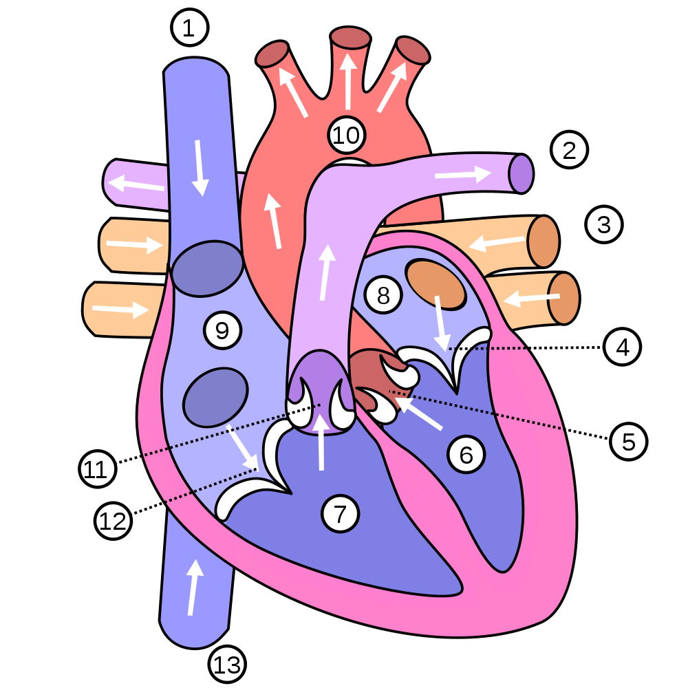 1000x1000 Show Me A Diagram Of The Human Heart Here Are A Bunch - Heart Diagram Drawing