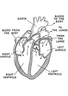 Heart Diagram Drawing at PaintingValley.com | Explore collection of ...