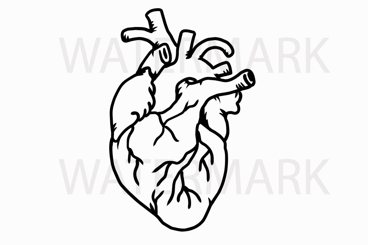 1200x800 Human Real Heart - Heart Drawing