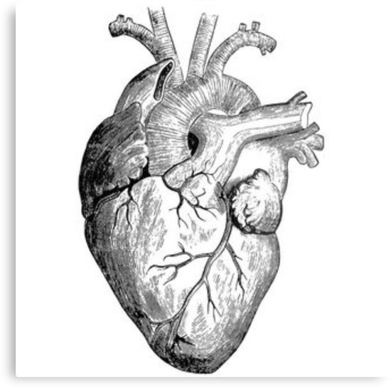 550x545 Realistic Heart Drawing Metal Print - Heart Drawing