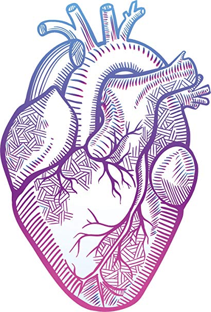 410x606 pretty pastel ombre anatomical heart drawing vinyl - Heart Drawing