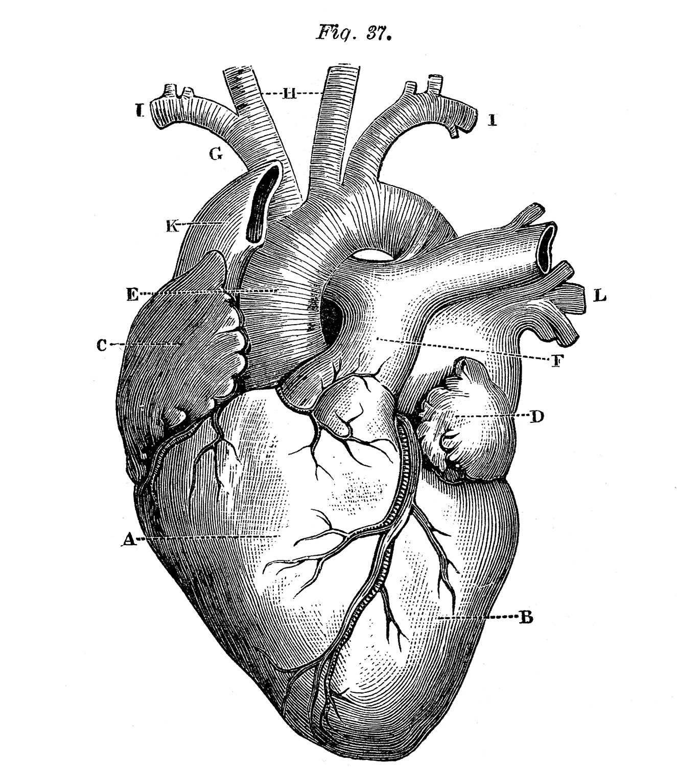 1325x1500 Anatomical Heart Pictures! - Heart Drawing Black And White
