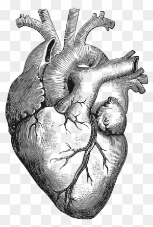 300x444 Heart Drawing Clipart, Transparent Png Clipart Images Free - Heart Drawing Clipart
