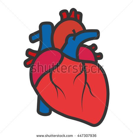 450x470 Best Of Real Heart Clipart Human Heart Drawing Stock Images - Heart Drawing Clipart