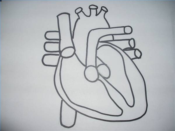 human heart drawing simple step by step