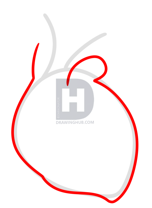 525x720 Drawing A Human Heart For Kids, Step - Heart Drawing For Kids