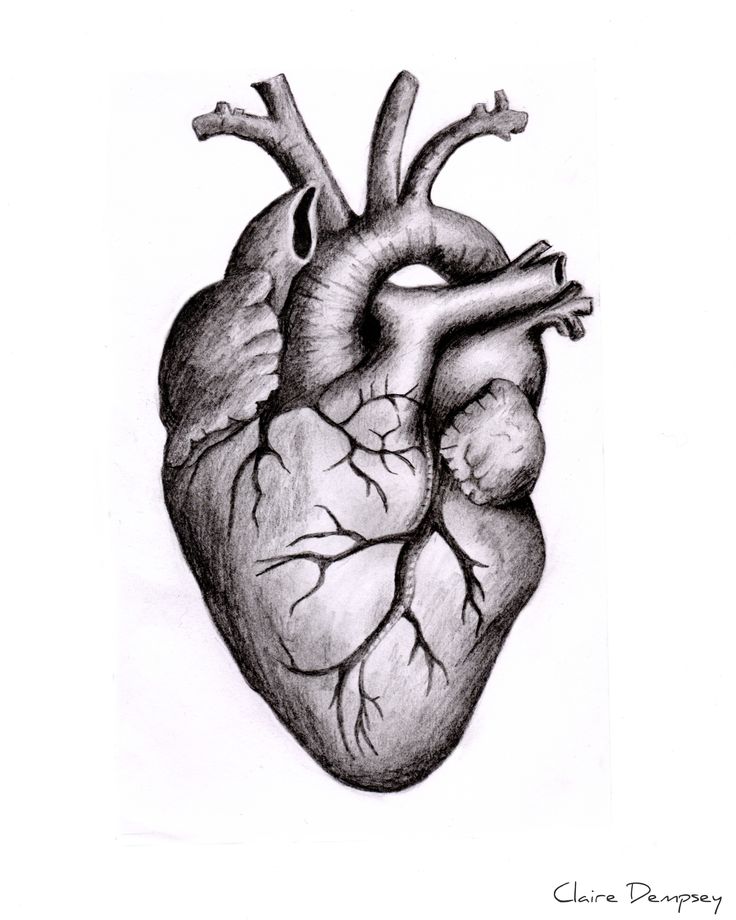 736x920 Drawing Of A Heart Gallery Images - Heart Drawing Ideas