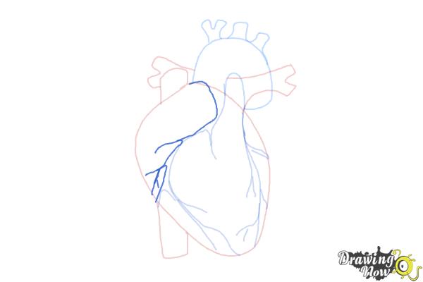 600x400 How To Draw A Human Heart - Heart Drawing Images