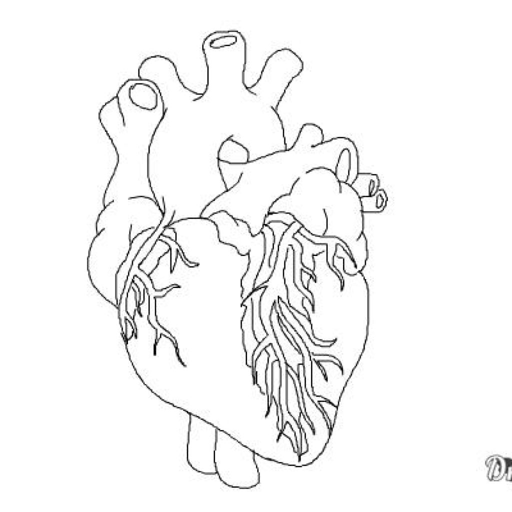 Сердце человека контур