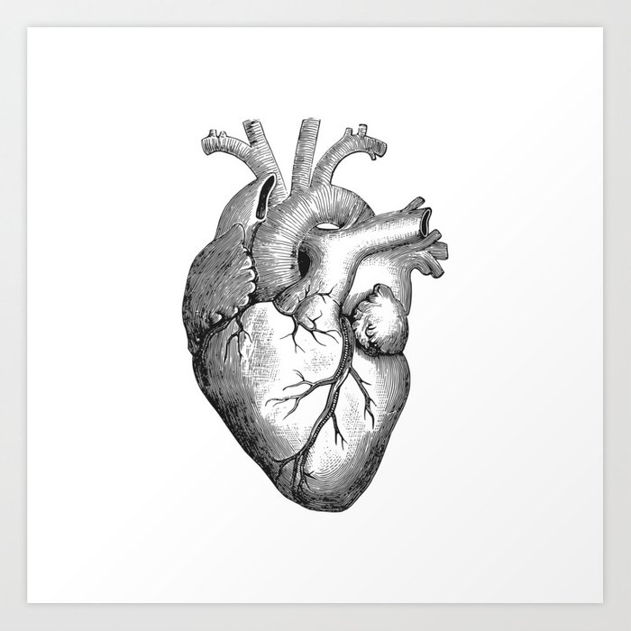 700x700 Real Anatomical Human Heart Drawing Art Print - Heart Drawing Pictures