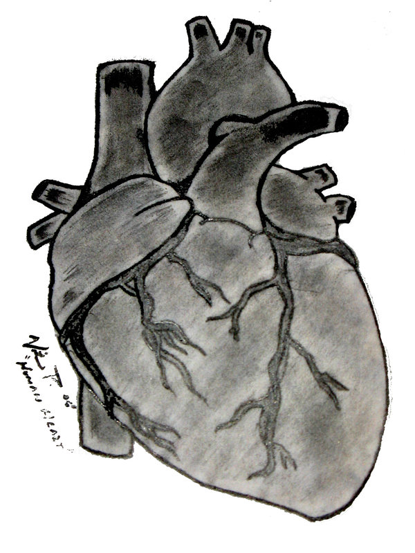 600x799 Real Heart Drawing Free Download Clip Art - Heart Drawing Real