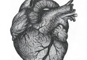 300x210 realistic heart drawing how to draw heart stepstep real heart - Heart Drawing Real
