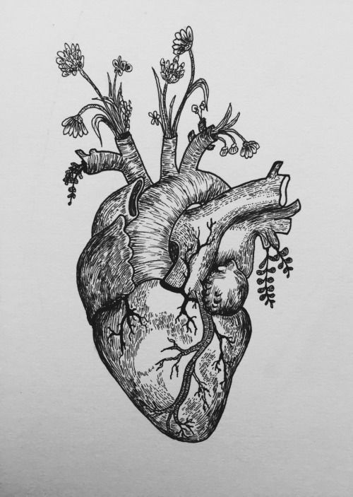 500x703 Real Heart Drawing Heart Tattoo Tumblr My Art Institute - Heart Drawing Real