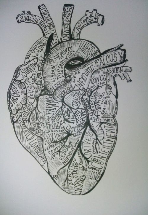 500x725 heart anatomy tumblr for the home heart anatomy, heart - Heart Drawing Tumblr