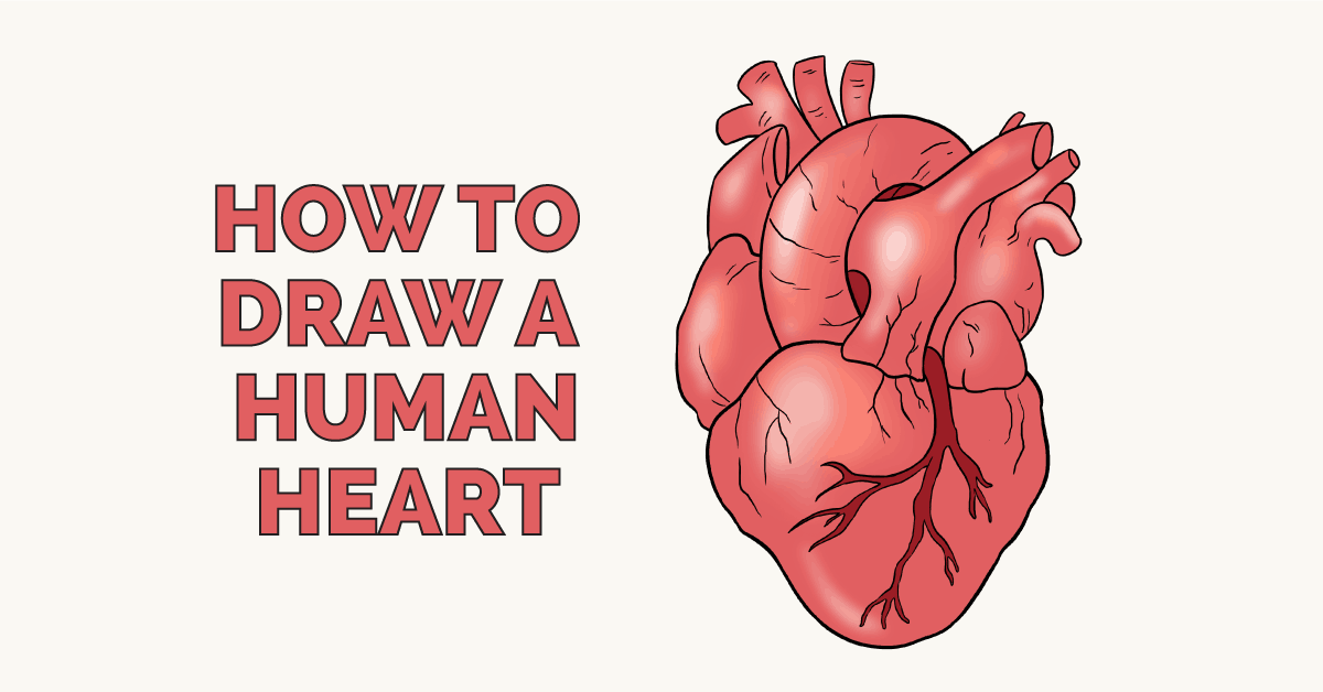 1200x628 how to draw a human heart really easy drawing tutorial human heart - Heart Drawing Tutorial