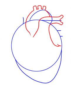 242x302 How To Draw A Human Heart, Step - Heart Drawing Tutorial