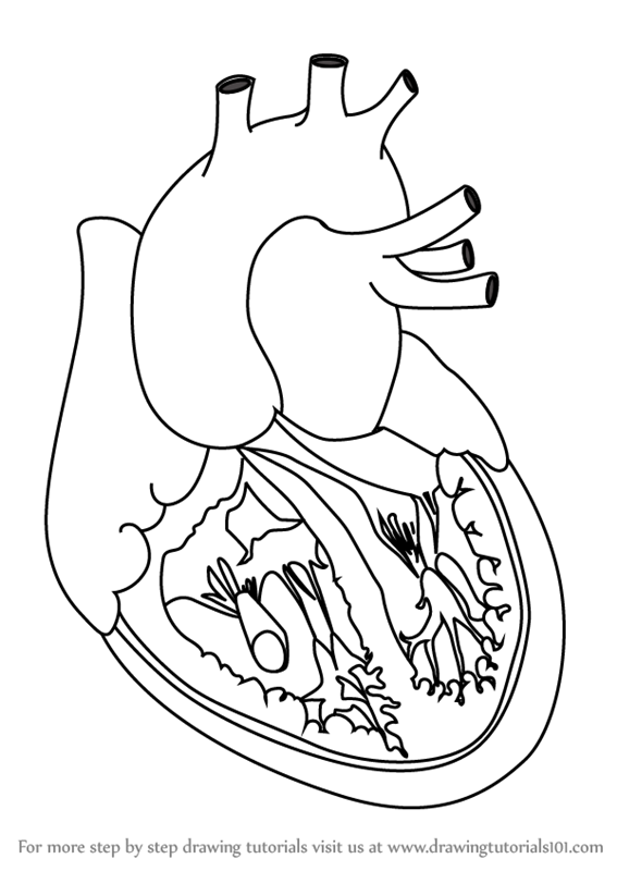 567x800 Learn How To Draw Heart With Veins - Heart Drawing Tutorial