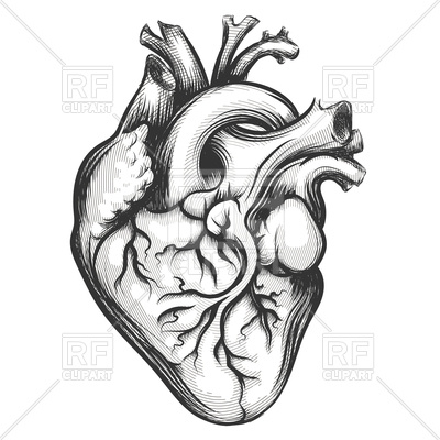 400x400 Human Heart Drawn In Engraving Style Vector Image Of Healthcare - Heart Drawing Vector