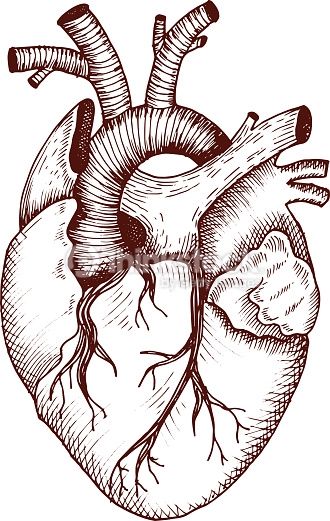 330x521 Arte Vectorial Anatomical Heart - Heart Drawing Vector