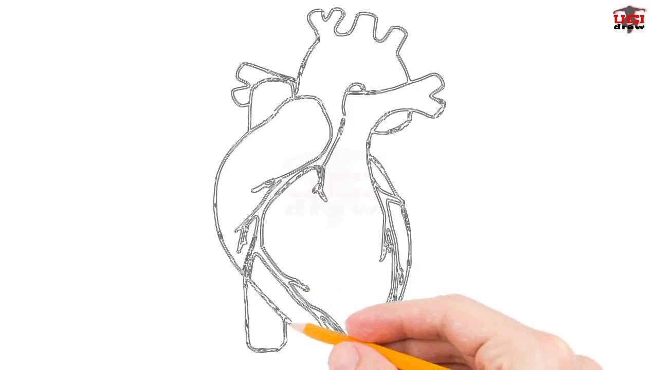 1280x720 How To Draw Human Heart Step - Heart Drawings Step By Step