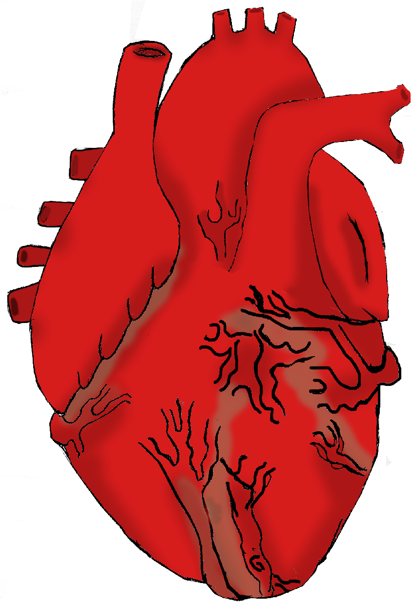 848x1240 Real Heart Clipart - Heart For Drawing