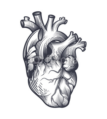 361x400 human heart in engraving technique anatomically correct hand - Heart In Hand Drawing